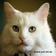 Quebra Cabeça Gato