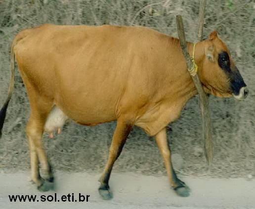 Quebra Cabeça de Vaca